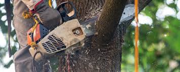 Leaf Removal in Sayville, NY