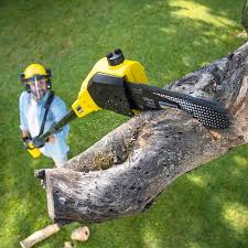 How Our Tree Care Process Works  in  Sayville, NY