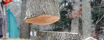 Best Leaf Removal  in Sayville, NY