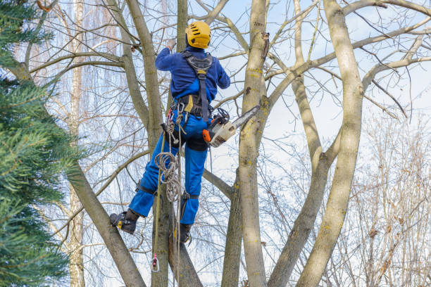 Best Arborist Consultation Services  in Sayville, NY