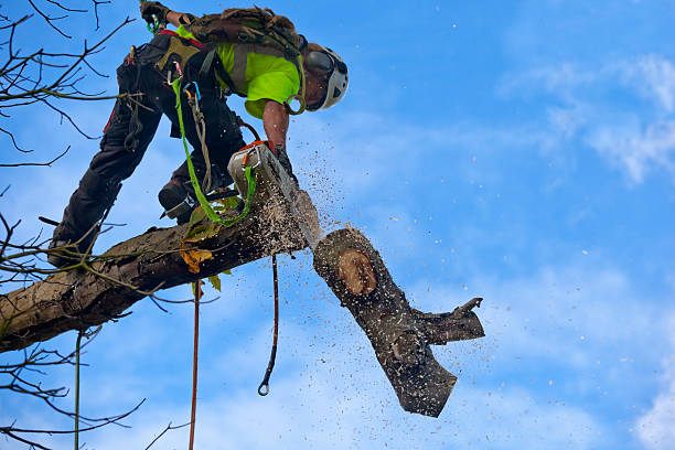 Trusted Sayville, NY Tree Care Experts